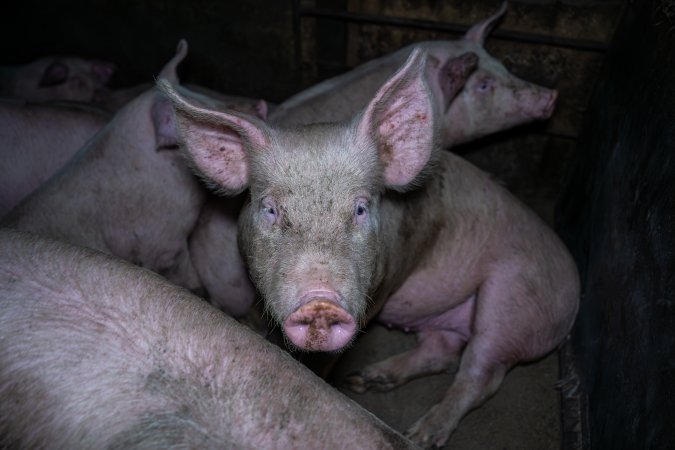 Two Wells Piggery