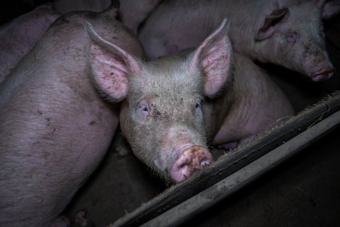Two Wells Piggery