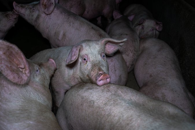 Two Wells Piggery