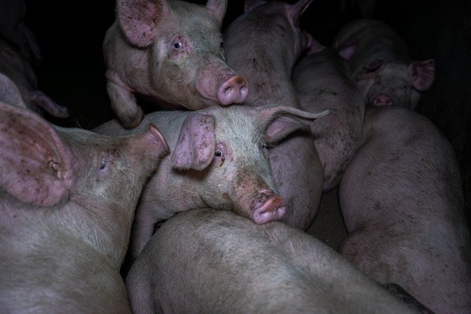 Two Wells Piggery