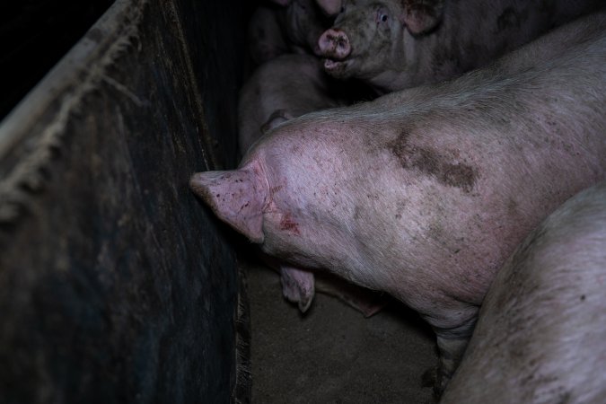 Two Wells Piggery