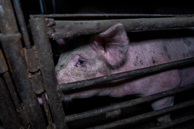 Two Wells Piggery