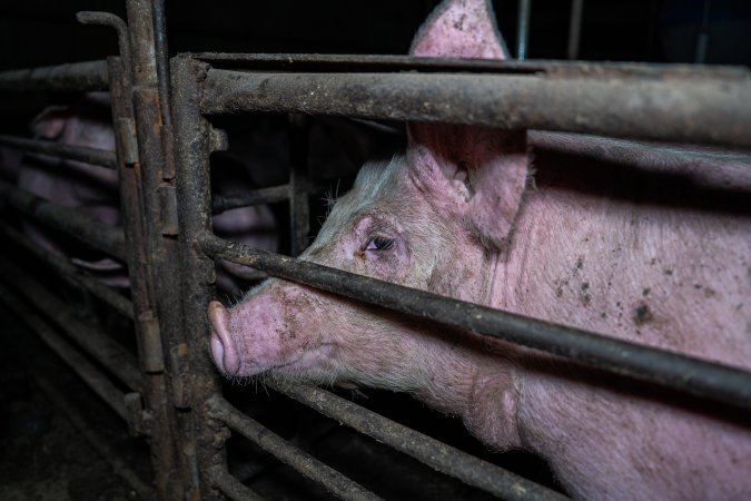 Two Wells Piggery
