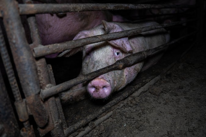 Two Wells Piggery