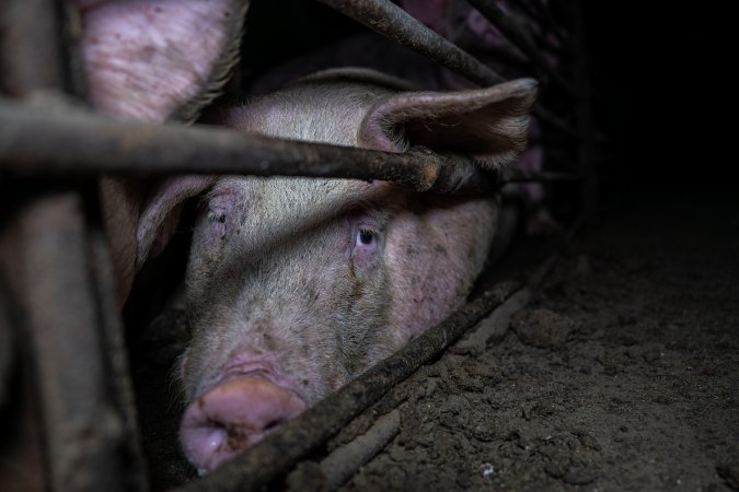 Two Wells Piggery