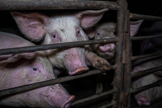 Two Wells Piggery