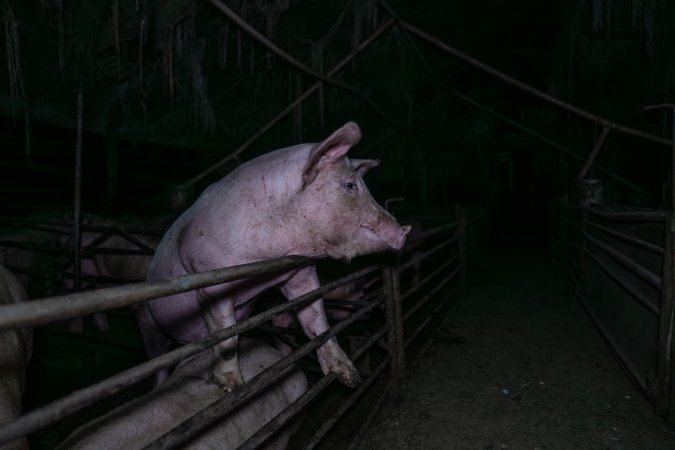 Two Wells Piggery