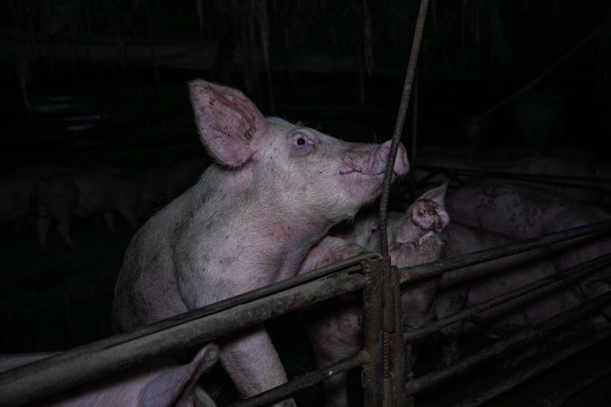 Two Wells Piggery