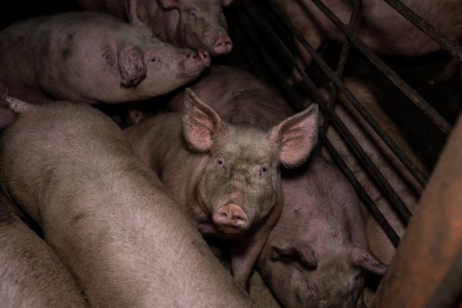 Two Wells Piggery