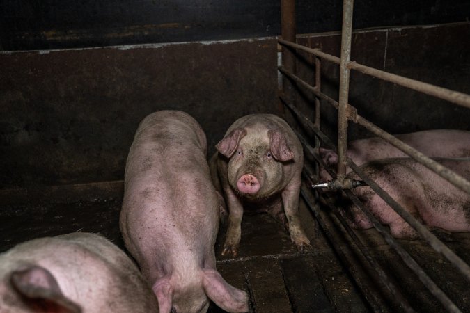 Two Wells Piggery