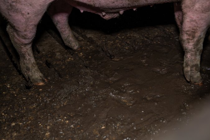 Two Wells Piggery