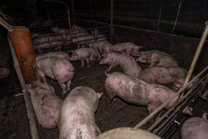 Two Wells Piggery