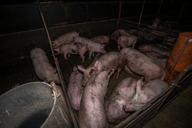 Two Wells Piggery