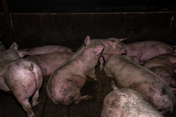 Two Wells Piggery