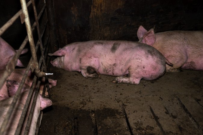 Two Wells Piggery