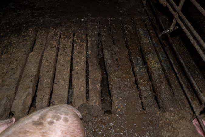 Two Wells Piggery