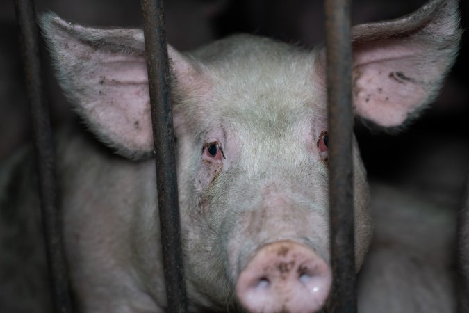 Andgar Piggery, Dublin SA (August 2025)