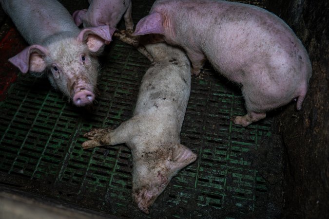 Andgar Piggery, Dublin SA (August 2025)