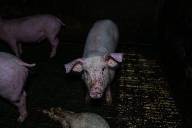 Andgar Piggery, Dublin SA (August 2025)
