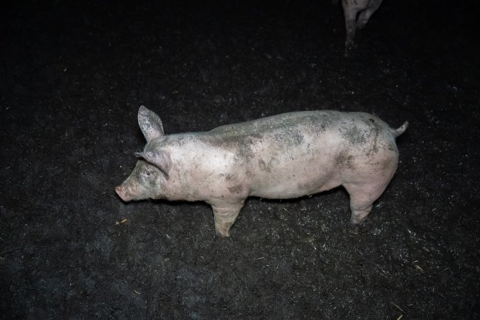 Andgar Piggery, Dublin SA (August 2025)