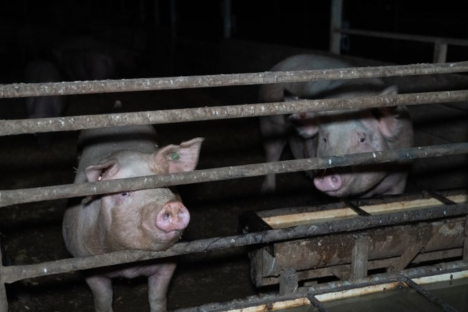 Finniss Park Piggery 2025