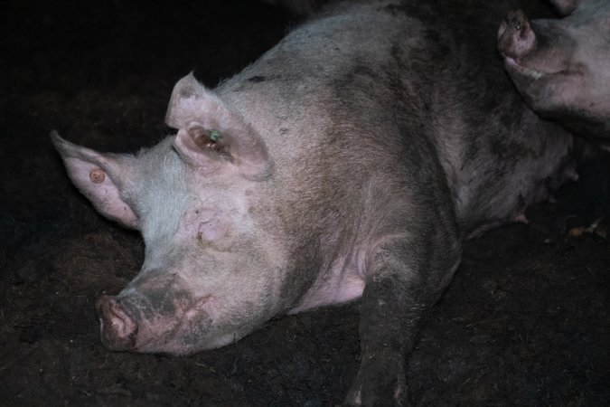 Finniss Park Piggery 2025