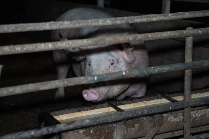 Finniss Park Piggery 2025
