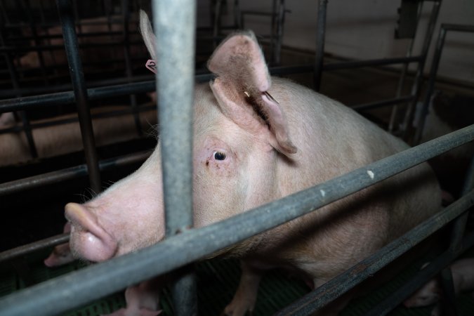 Finniss Park Piggery 2025