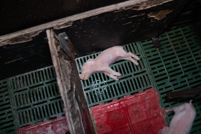 Finniss Park Piggery 2025