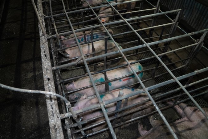 Finniss Park Piggery 2025