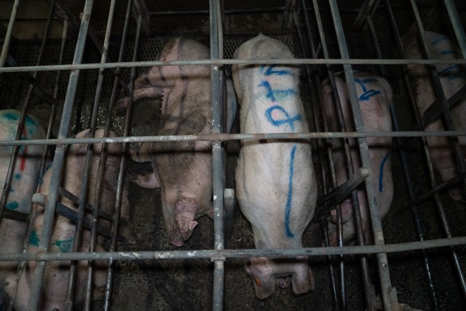Finniss Park Piggery 2025