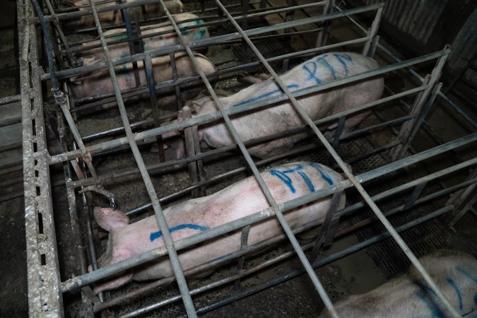 Finniss Park Piggery 2025