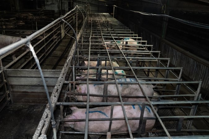Finniss Park Piggery 2025