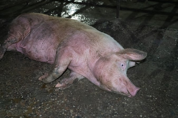 Finniss Park Piggery 2025
