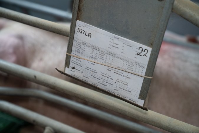 Finniss Park Piggery 2025