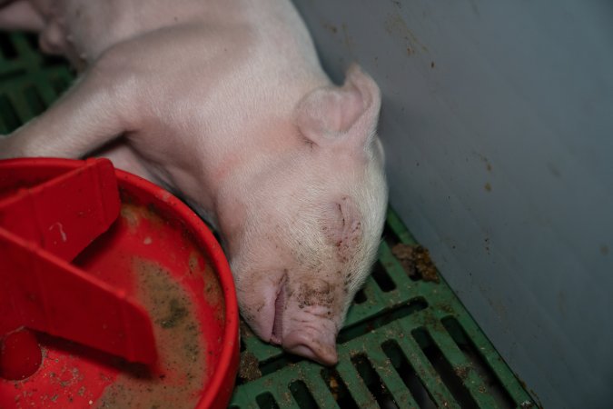 Finniss Park Piggery 2025