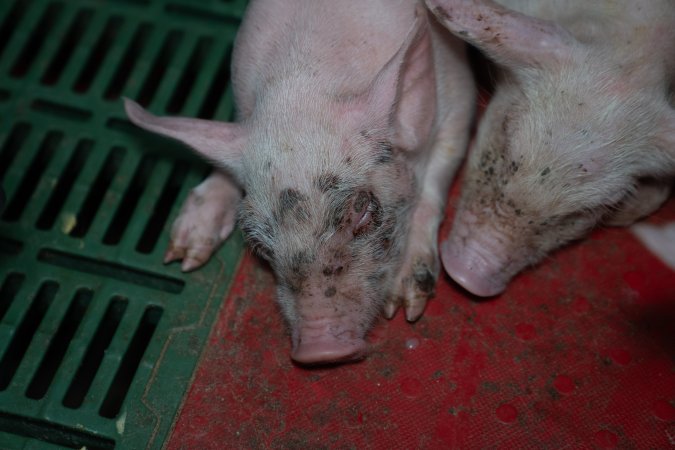 Finniss Park Piggery 2025