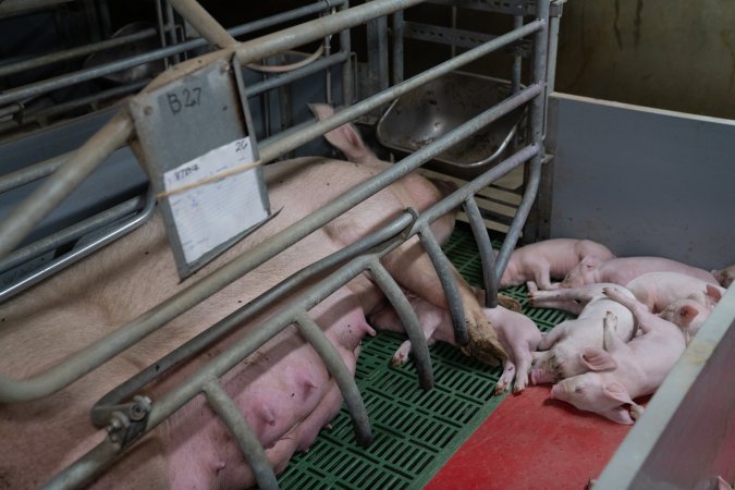 Finniss Park Piggery 2025