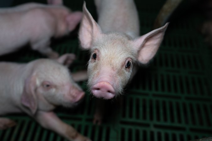 Finniss Park Piggery 2025