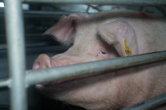 Finniss Park Piggery 2025