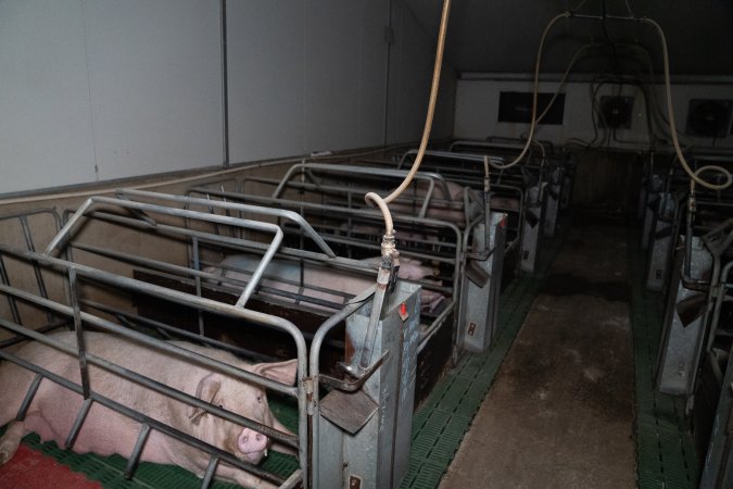 Looking across farrowing room