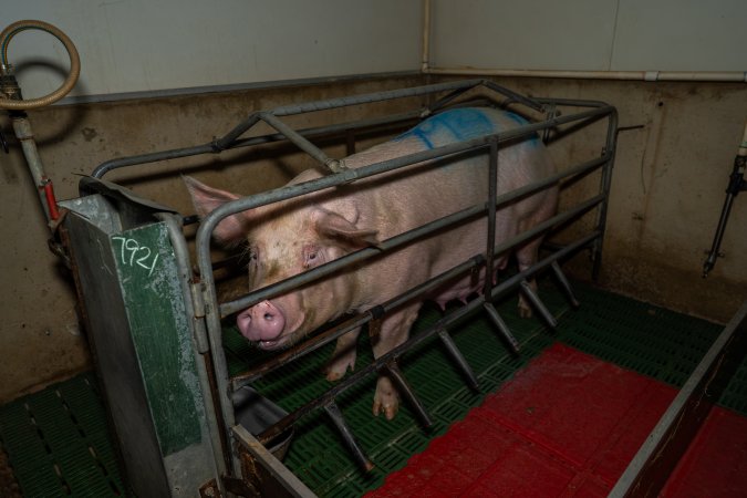 Sow in farrowing crate