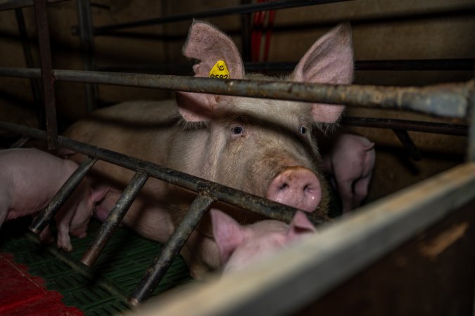 Sow with piglets in farrowing crate