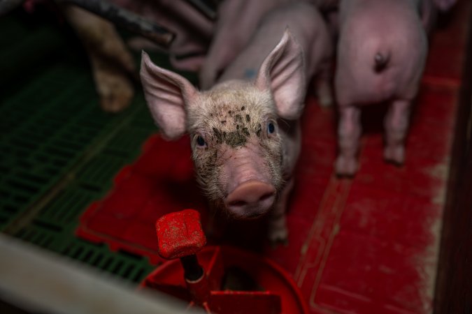 Curious piglet in farrowing crate