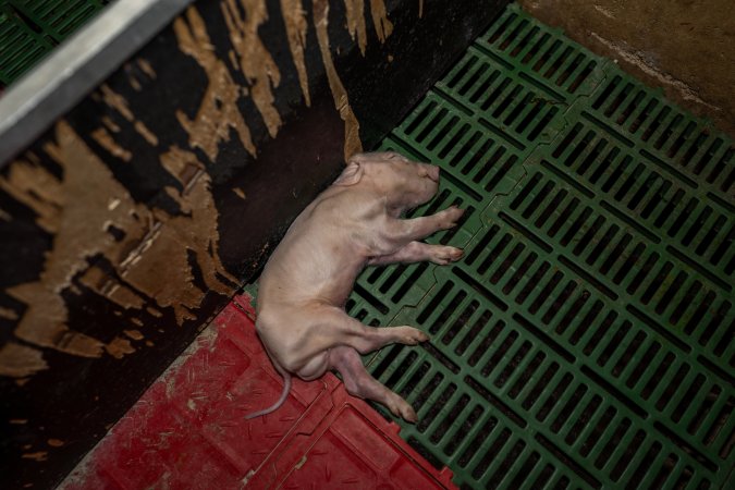 Dead piglet in farrowing crate