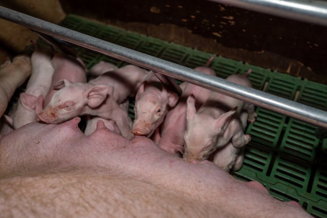 Piglets nursing from their mother in farrowing crate