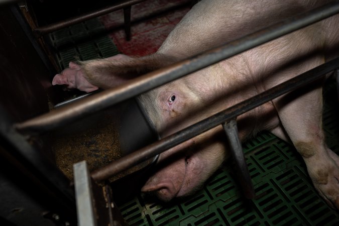 Sow lying down in farrowing crate