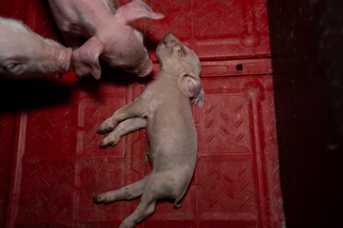 Dead piglet in farrowing crate