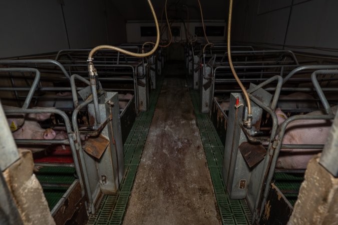 Looking down aisle of farrowing room