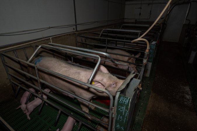 Row of farrowing crates